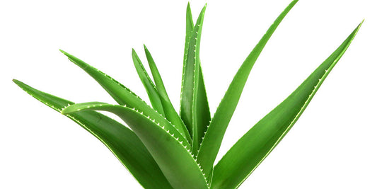 aloe vera plant