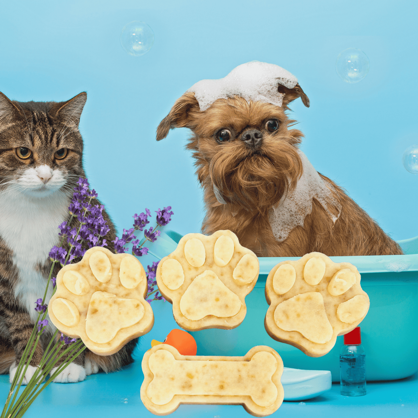 Cat and dog with bath products on a blue background