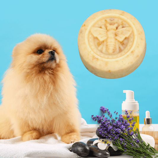 Small dog with a bee-themed soap bar, lavender flowers, and bottles on a blue background