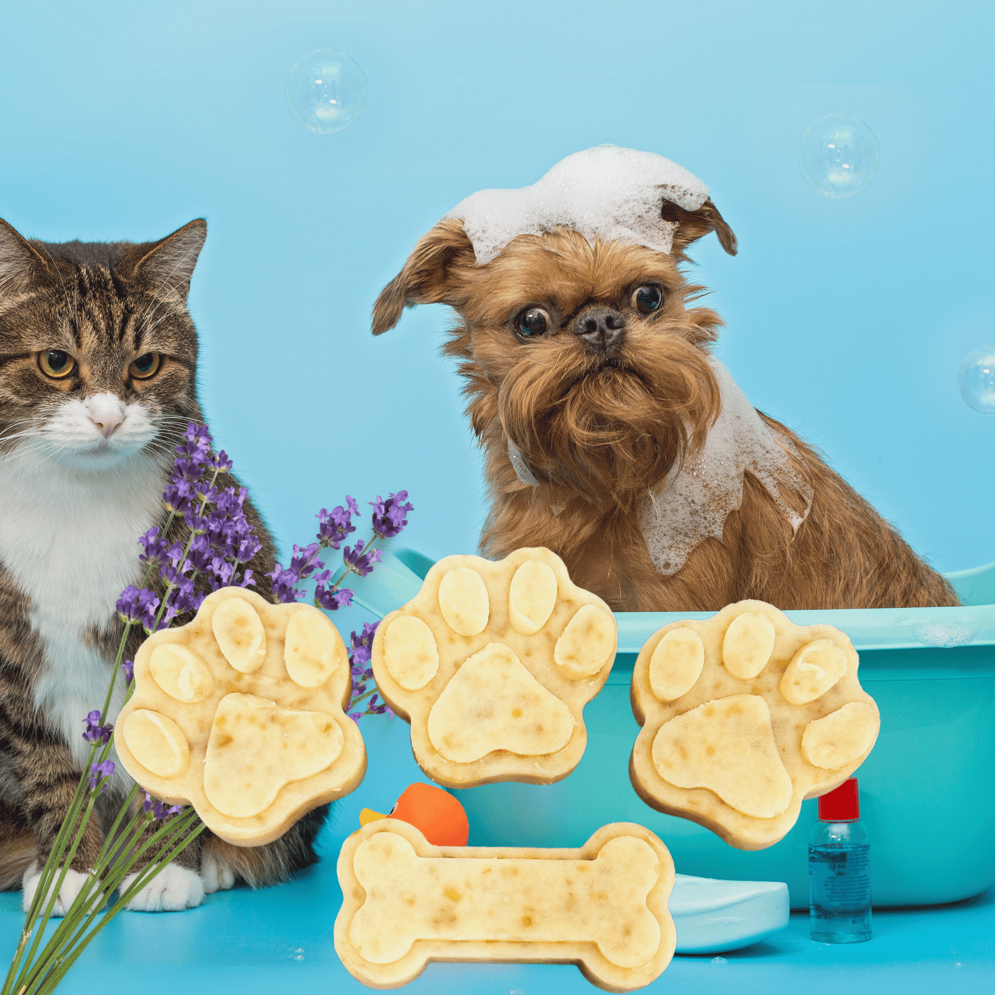 Cat and dog with bath products on a blue background