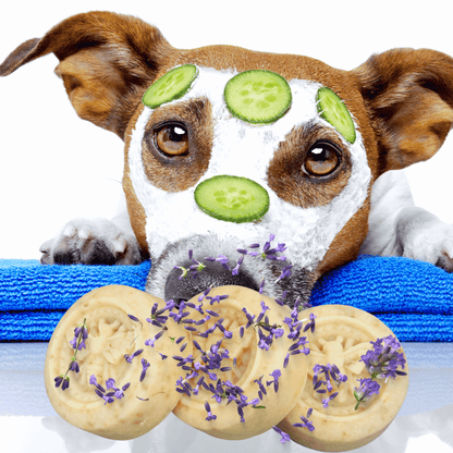 Dog with cucumber slices on its face and cookies with lavender flowers on a white background
